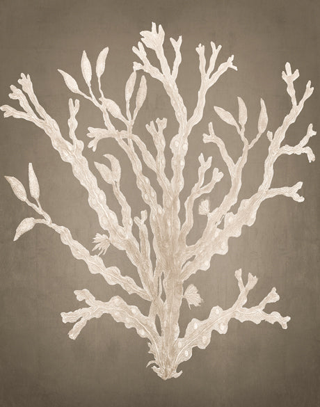 Coral Curiosity V (Canvas)