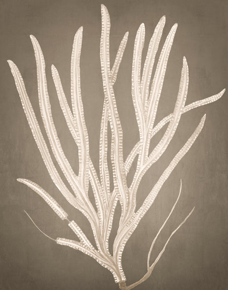 Coral Curiosity VI (Canvas)