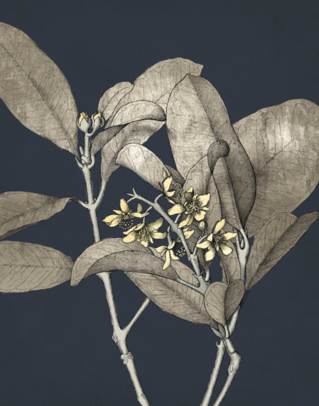 Botanical Etching III