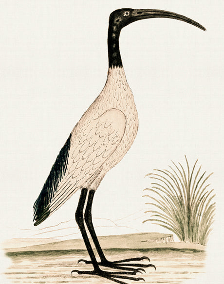 Waterbirds I (Canvas)