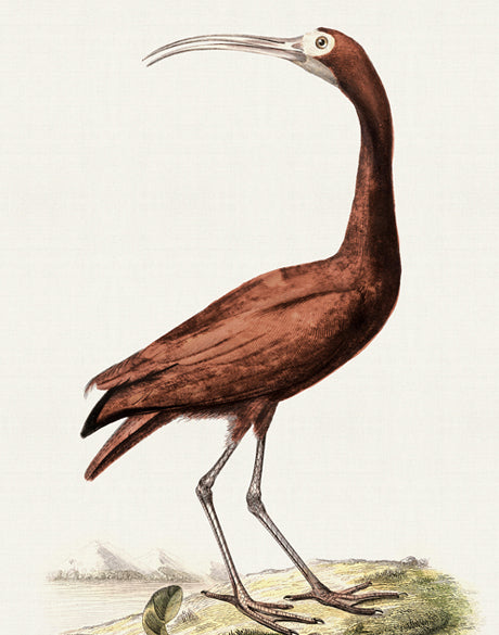 Waterbirds II (Canvas)