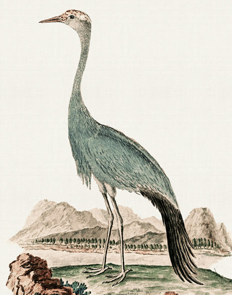 Waterbirds III (Canvas)