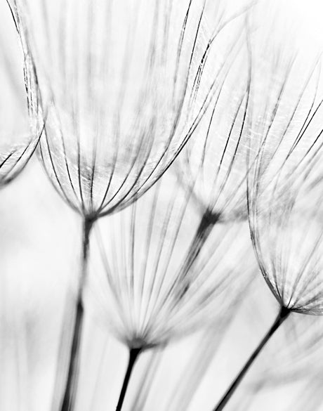 Floating Seeds II (Canvas)