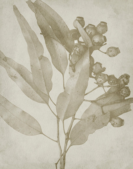 Foliage Splendour (Natural) V (Canvas)