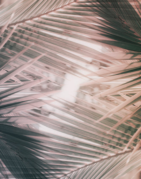 Gardiners Palms I (Canvas)