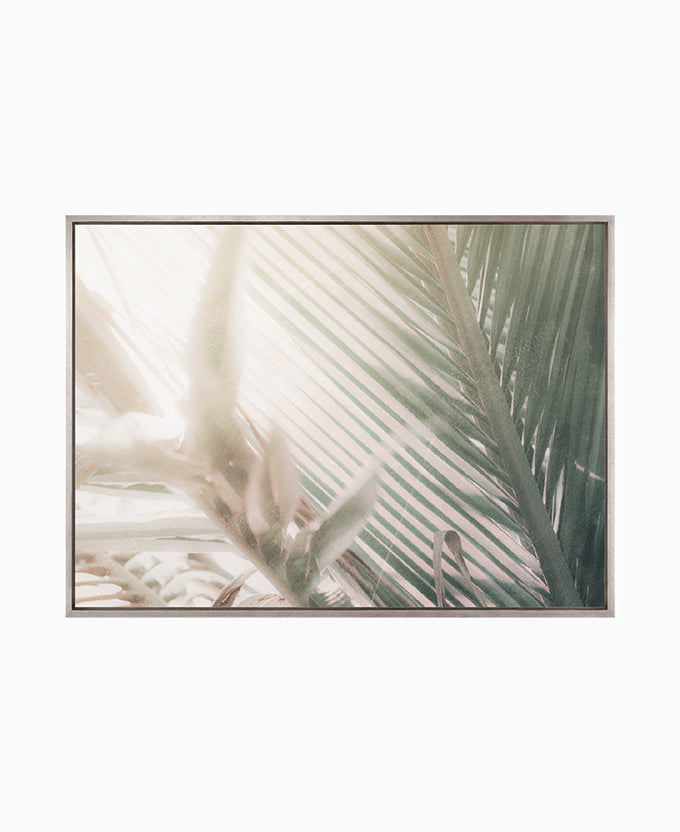 Gardiners Palms V (Canvas)