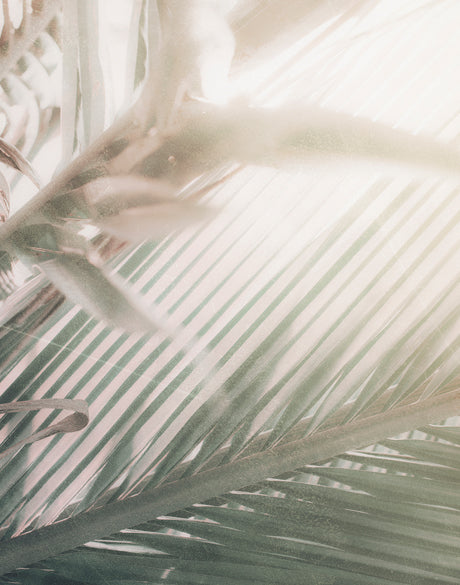 Gardiners Palms V