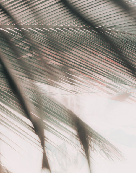 Gardiners Palms VI (Canvas)