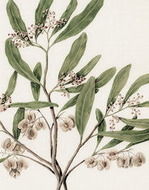Hasting Native I