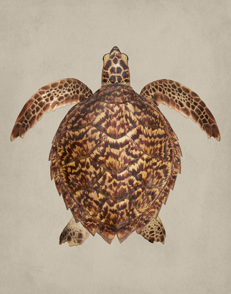 Majestic Turtle II (Canvas)