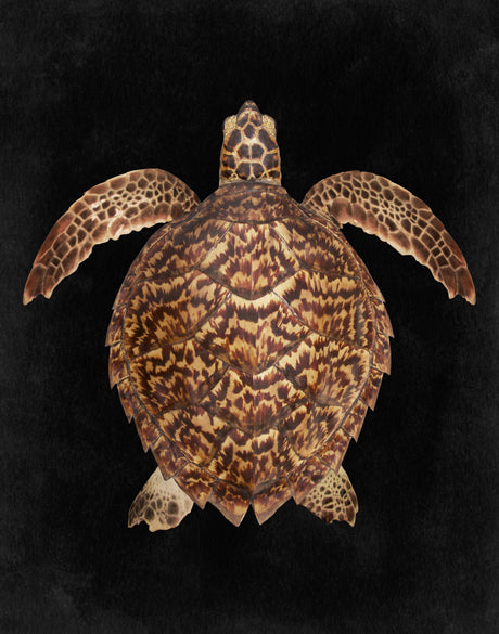 Majestic Turtle III