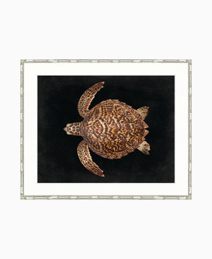 Majestic Turtle III