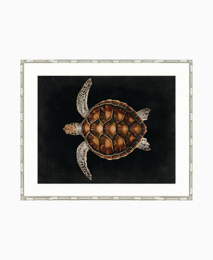 Majestic Turtle IV