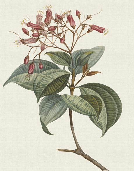 Floral Elegance III (Canvas)