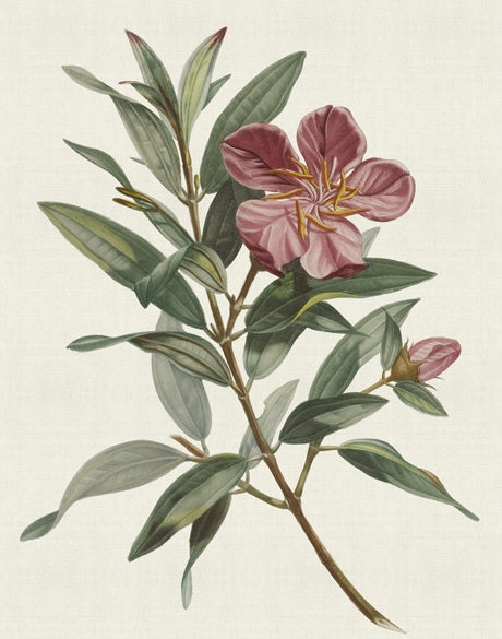 Floral Elegance VII (Canvas)