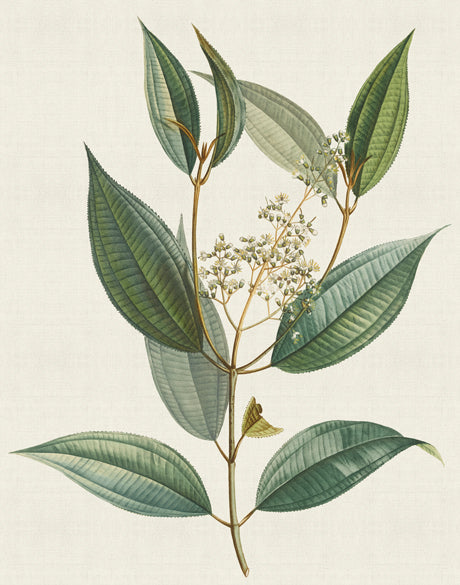 Floral Elegance VIII (Canvas)