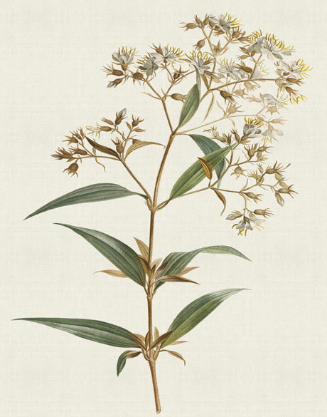 Floral Elegance X (Canvas)
