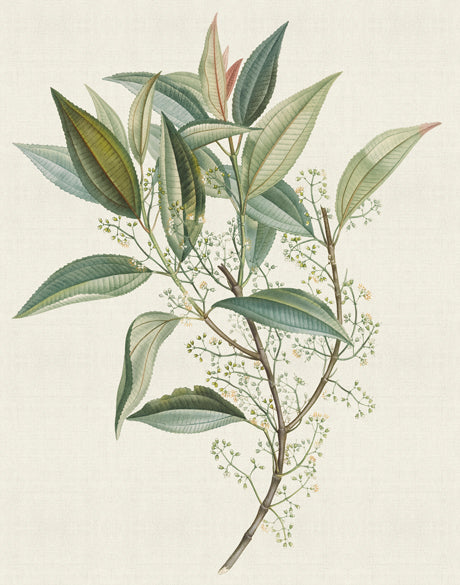 Floral Elegance XII (Canvas)