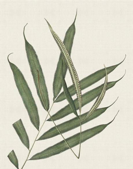 Exotic  Foliage III (Canvas)