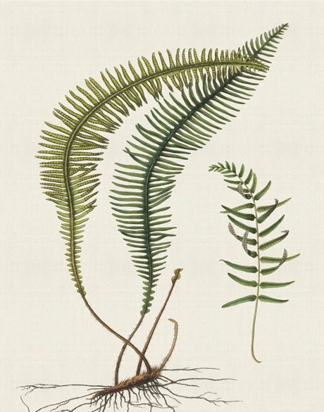 Exotic  Foliage V (Canvas)