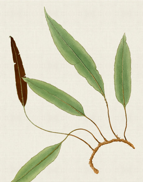 Exotic  Foliage VII (Canvas)
