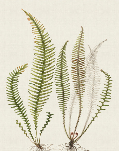 Exotic  Foliage X (Canvas)