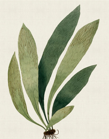 Exotic  Foliage XII (Canvas)