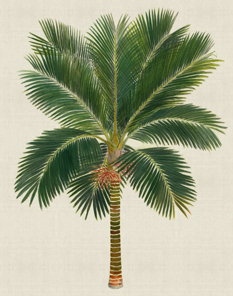 Kebaya Palm V