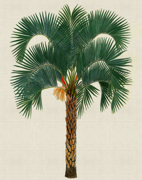 Kebaya Palm VIII