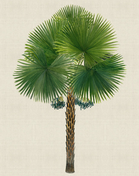 Kebaya Palm IX (Canvas)