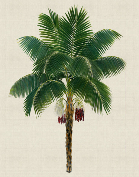 Kebaya Palm XI (Canvas)