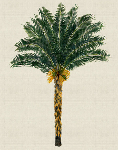 Kebaya Palm XII (Canvas)