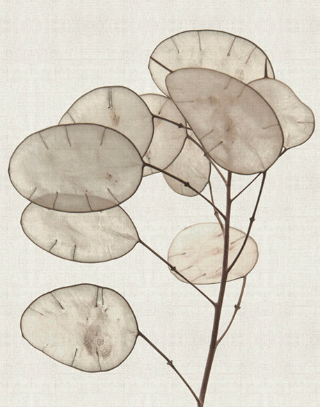 Kivu Seedpods II (Canvas)