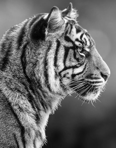 Safari Life I