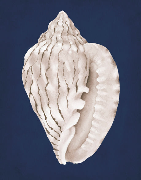 La Mesa Bay Shell I