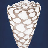 lamesa02-c_3