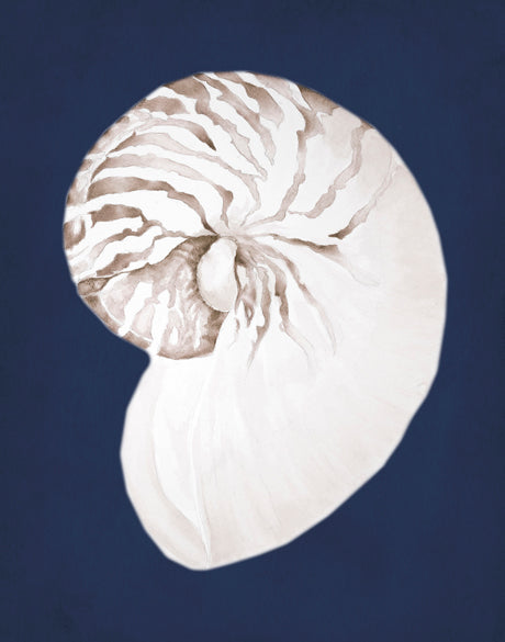 La Mesa Bay Shell III (Canvas)