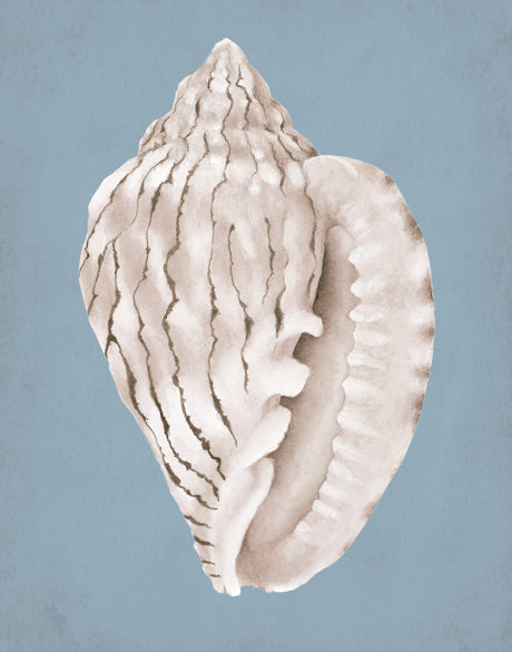La Mesa Bay Shell IV
