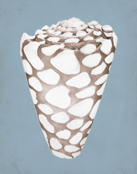 La Mesa Bay Shell V