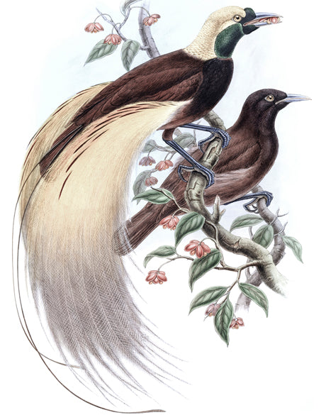 La Romieu Bird II (Canvas)