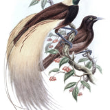 larom02_3