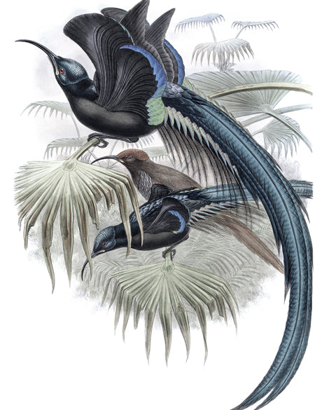 La Romieu Bird III
