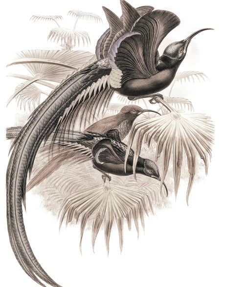 La Romieu Bird IV (Canvas)
