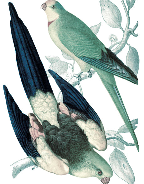 La Romieu Bird V (Canvas)