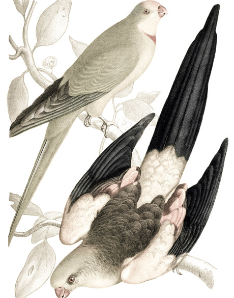 La Romieu Bird VI