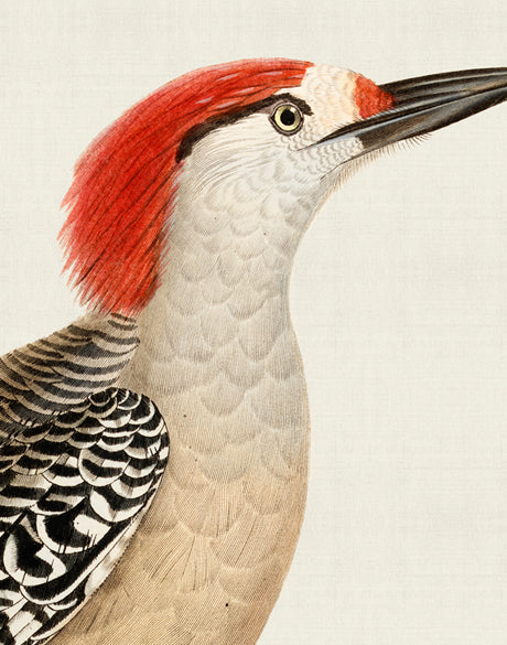 Enchanted Forest Bird II