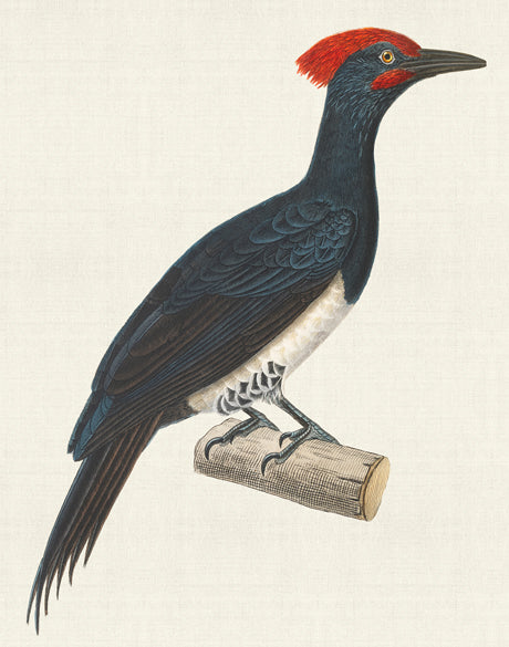 Enchanted Forest Bird VIII