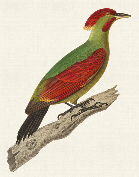 Enchanted Forest Bird X