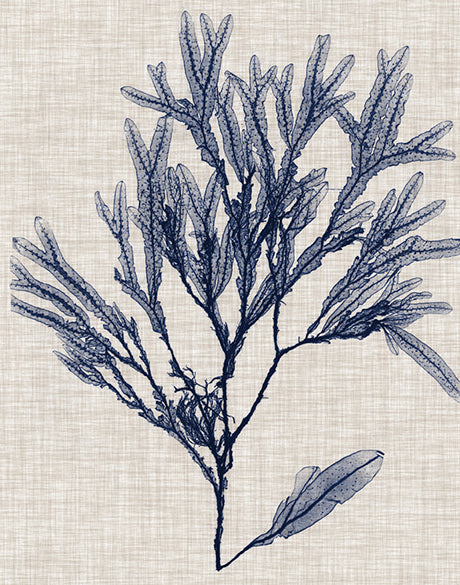 Delicate Seaweed VI