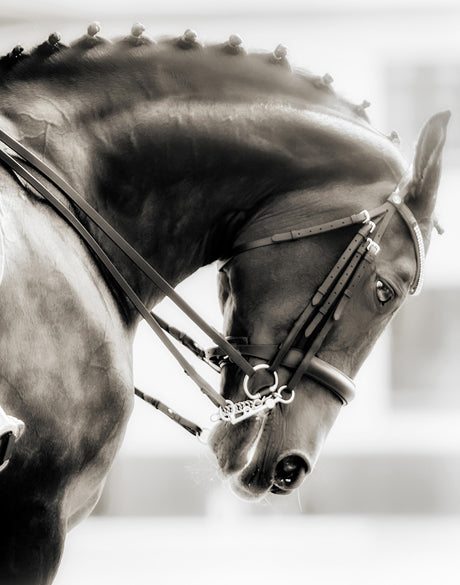 Equestre I (Canvas)